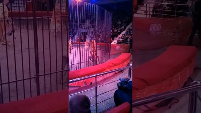 Итальянка в иркутском цирке смотреть онлайн