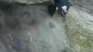 Пингвины бегают и прыгают. Нелегкая жизнь пингвинов