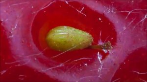 10 овощей и фруктов, которые в дикой природе совершенно другие.