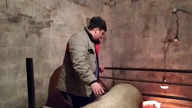 Содержание Свиноматок ,Как я Это Делаю ?Бизнес На Свиноматках смотреть онлайн