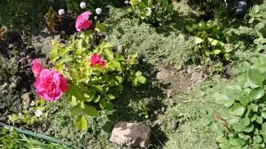 Розы флорибунда Дойче Велле и Сангрия.