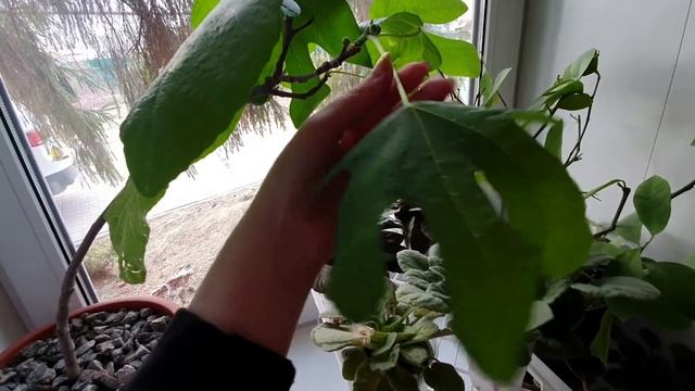 Инжир плодоносит на подоконнике!!!