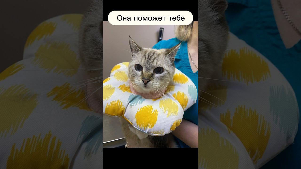 Как появился магазин? #кошки #спасение #спасениекошек #ветеринария #котосемья #котики #память