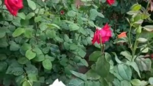 Розы после дождя #розы весной #чем подкормить розы
