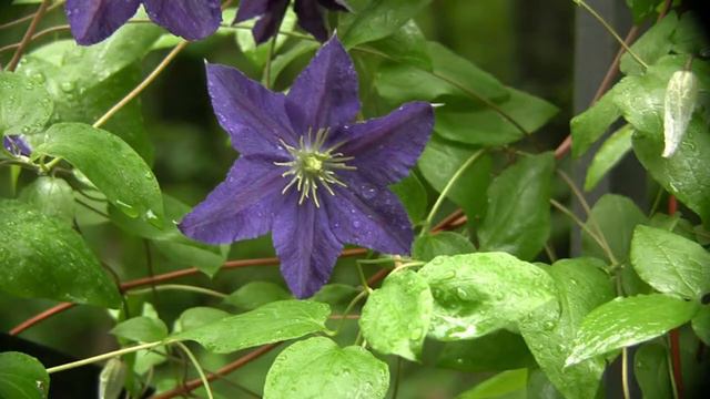 Purple Clematis Icon HD смотреть онлайн