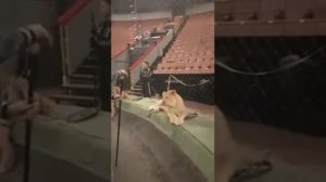 Periscope TV | 17.04.2016 Репетиция с хищниками - братья Запашные.Tigers & lions training.