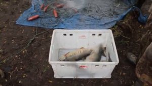 ВОТ ТАК РЫБАЧАТ НА КАМЧАТКЕ! Рыбалка на полуострове Камчатка. Рыба и икра.