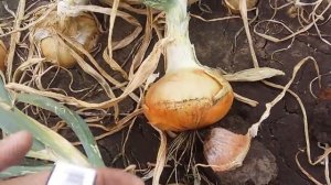 Лук Каратал, где купить в России, на перо