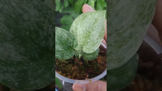 Scindapsus Silver Hero Variegata - Fazza Nursery - Popular Plant