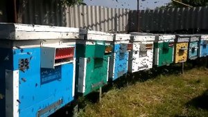 Начинающим пчеловодам как увеличить пасеку 1 ч. Контроль приёма личинок, никот и простой метод!?
