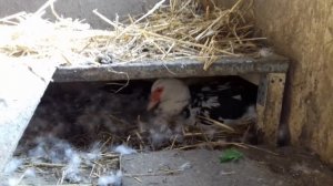 Три утки в одном гнезде. Мускусные утки сели на яйца.