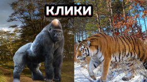 Горилла 🤜 VS 🤛 Амурский Тигр