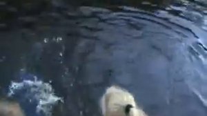 Ловля сома с помощью бутылки