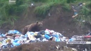 В Богучанском районе медведи снова выходят к людям