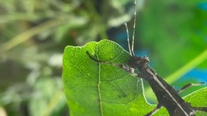 Палочник Неожиданный Sungaya inexpectata