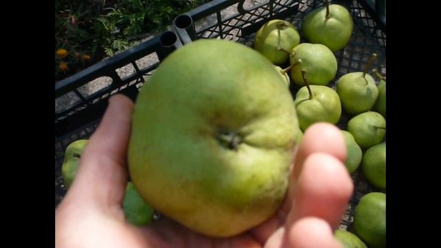 Колоновидная груша. Сбор урожая. часть 2. dwarf pear смотреть онлайн