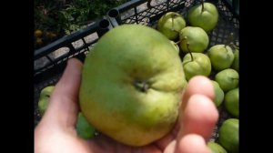 Колоновидная груша. Сбор урожая. часть 2. dwarf pear