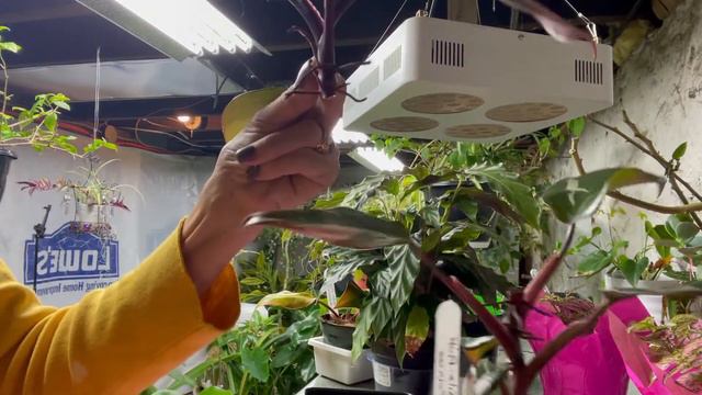 Propagating snake plants & PPP/Winterizing Caladiums смотреть онлайн