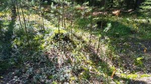 Белые грибы.