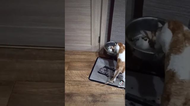 Дружная компания. Шелби (шарпей) и Ричард ( корнишрекс)  #cornishrex#Richard#sharpey#krasnodar