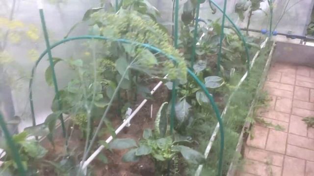 Обзор маленькой теплицы ,неудача с перцем смотреть онлайн