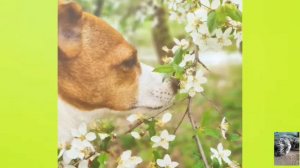 Darina Sweet🐶🐩🐕Дарина Свит