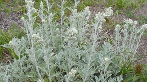 ПОЛЫНЬ - от рака, паразитов и многих других  болезней...