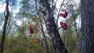 Польза рябины (байка про рябину) "Марафон здоровья и разговорный марафон" день 11.