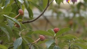 В Дендрарии можно увидеть цветущий османтус