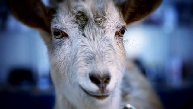 Белгород ШОК! Коза iPad жесть Павлик смотреть онлайн