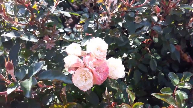 Почвопокровная роза дрифт с непрерывным цветением смотреть онлайн