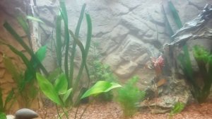 Аквариум Juwel rio 125, 5 дней с момента запуска