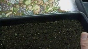 как сажать шампиньоны ч. 2