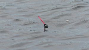 Рыбалка летом на поплавочную удочку. Ловля чехони, плотвы, подлещика, окуня, уклейки на удочку