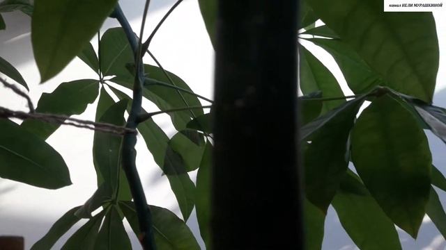 ПАХИРА после омолаживающей обрезки. Пробуждение спящих почек.