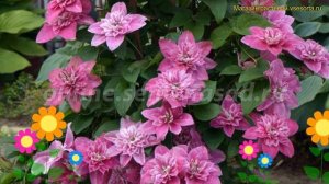 Клематис гибридный Май Дарлинг. Краткий обзор, описание характеристик clematis My darling