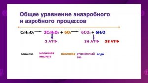 Биология. 9 класс. Анаэробное и аэробное дыхание /17.11.2020/