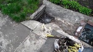 Посадка кочерыжек капусты на семена