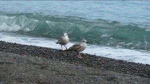 Argie 15 & Black  sea