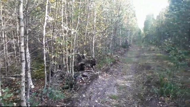 Сбор грибов и ягод в Ленинградской области Карельский перешейк.