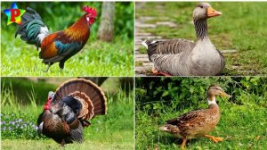 Домашние животные. Угадай картинки. Викторина для детей v25.