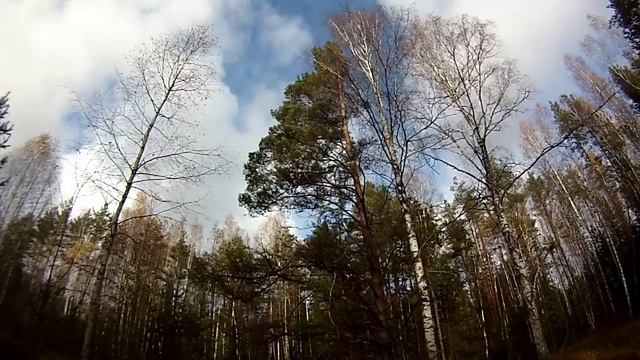 Три дерева в лесу, красиво смотреть онлайн