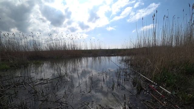 ВЕСЁЛАЯ РЫБАЛКА НА КУБАНСКИХ ЛИМАНАХ. #рыбалка #кубань #сазан смотреть онлайн