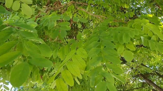 Лена и Ваня LIFE / Что случилось с Леной НА САМОМ ДЕЛЕ?! Правда и мифы / Обзор влогов