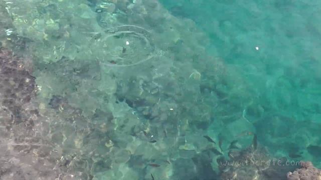 Кормим рыбок на набережной в Агиос Николаос (Feed the fish on the promenade in Agios Nikolaos)