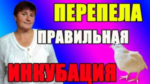 Перепела. Как  найти правильный  режим инкубации.