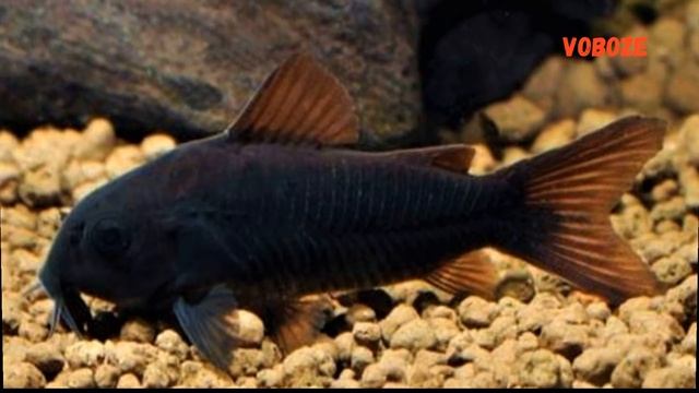 Коридорас Венесуэла Блэк содержание в аквариуме, разведение, кормление и совместимость, смотреть онлайн