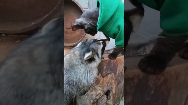 #ямыилюша #помощьбездомнымживотным #raccoon #анапа #юмор #reels