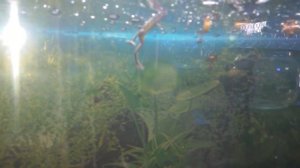 Нашествие лягушек в аквариуме