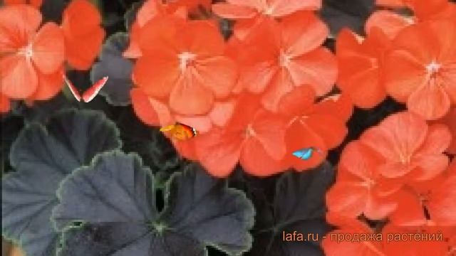 Пеларгония зональный Скарлет ? пеларгония Скарлет обзор: как сажать семена пеларгонии Скарлет смотреть онлайн